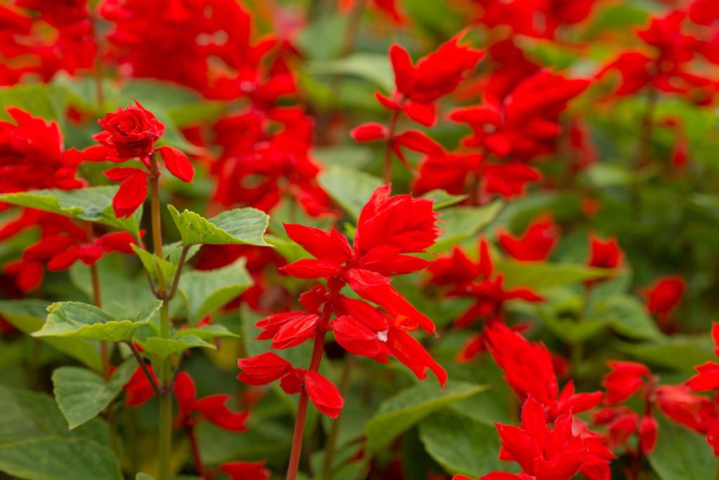 How To Plant And Care For Salvia