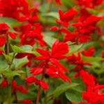 How To Plant And Care For Salvia