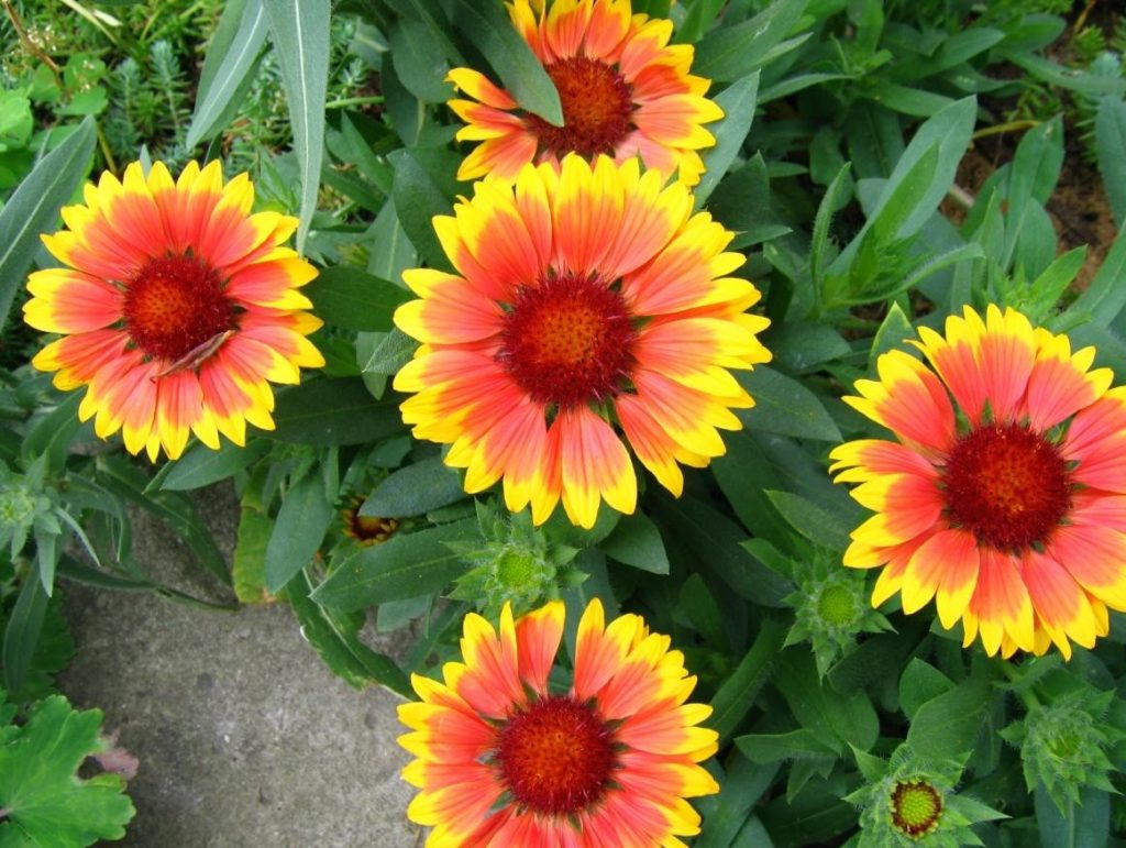 Gaillardia – Unpretentious Flower