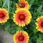 Gaillardia – Unpretentious Flower