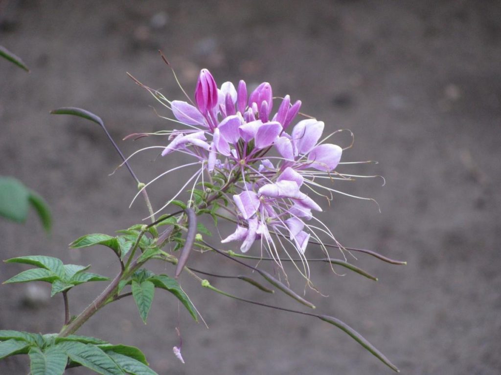 Exotic Blossom of Cleome Spinosa