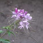 Exotic Blossom of Cleome Spinosa