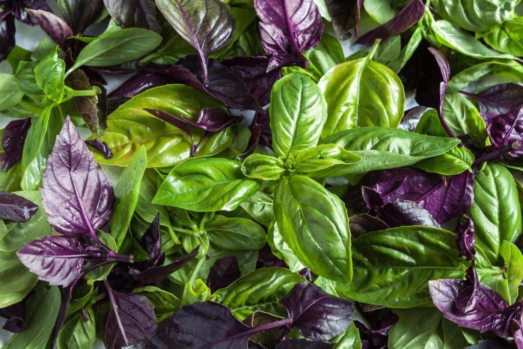 How To Plant And Care For Basil