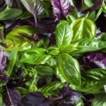 How To Plant And Care For Basil