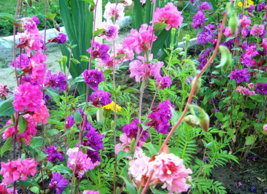 California Beauty – Clarkia Unguiculata