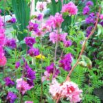 California Beauty – Clarkia Unguiculata