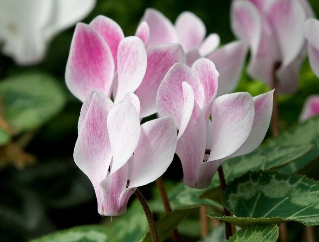 Cyclamen – Dancing Butterflies in Your Garden