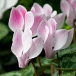 Cyclamen – Dancing Butterflies in Your Garden
