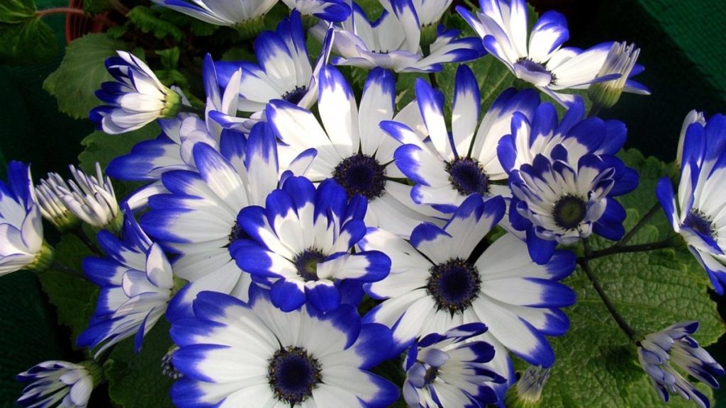 Cineraria in the Garden