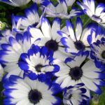 Cineraria in the Garden