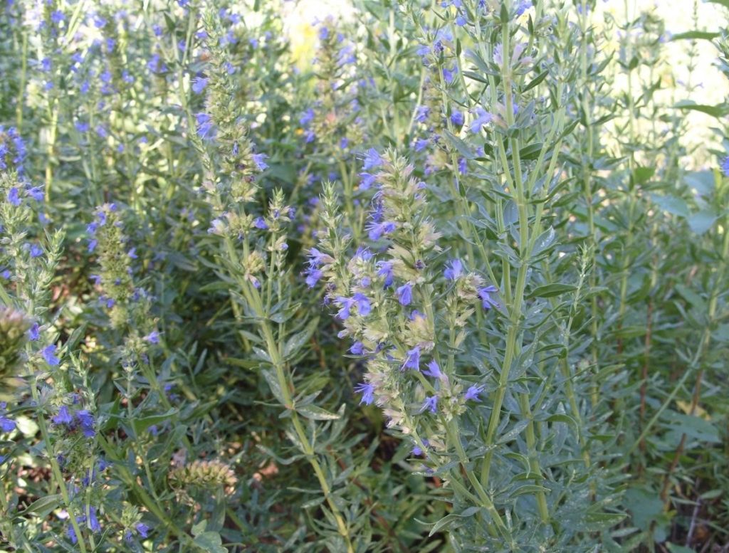 Sacred Herb – Hyssopus