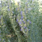 Sacred Herb – Hyssopus