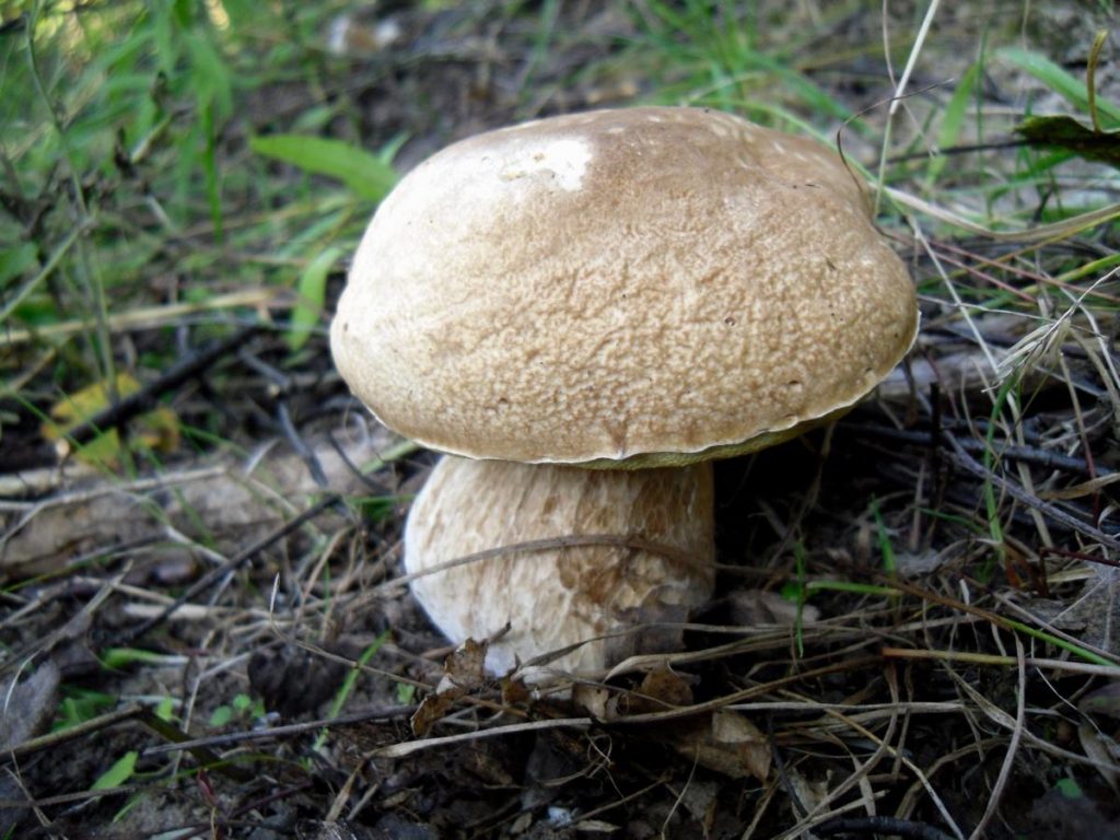 And We Have Mushrooms in the Forest, and You?