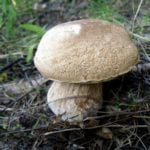 And We Have Mushrooms in the Forest, and You?