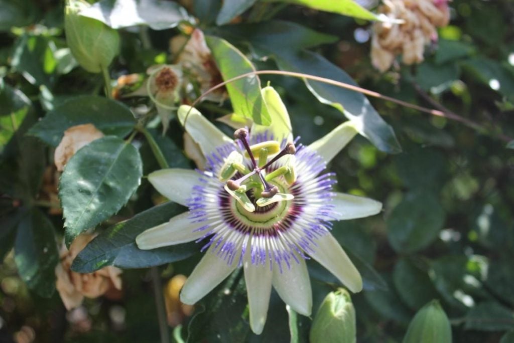 Passiflora – Unusual Flower