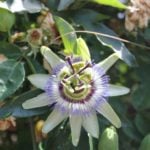 Passiflora – Unusual Flower