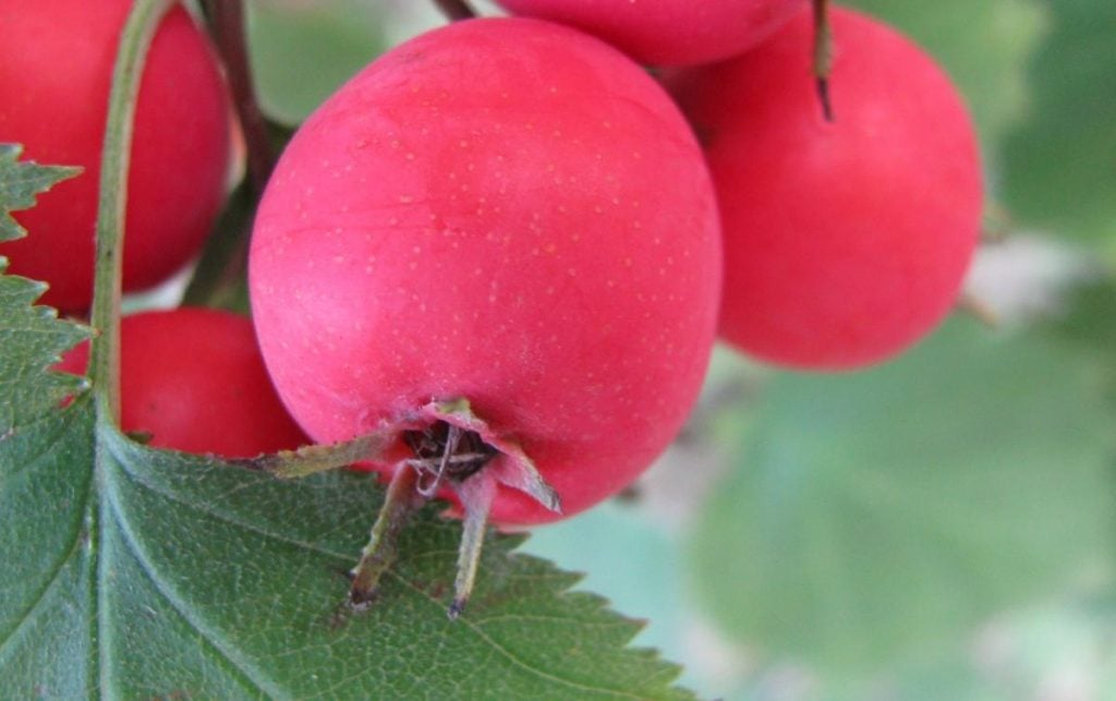 Berries of Crataegus Aestivalis
