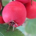 Berries of Crataegus Aestivalis