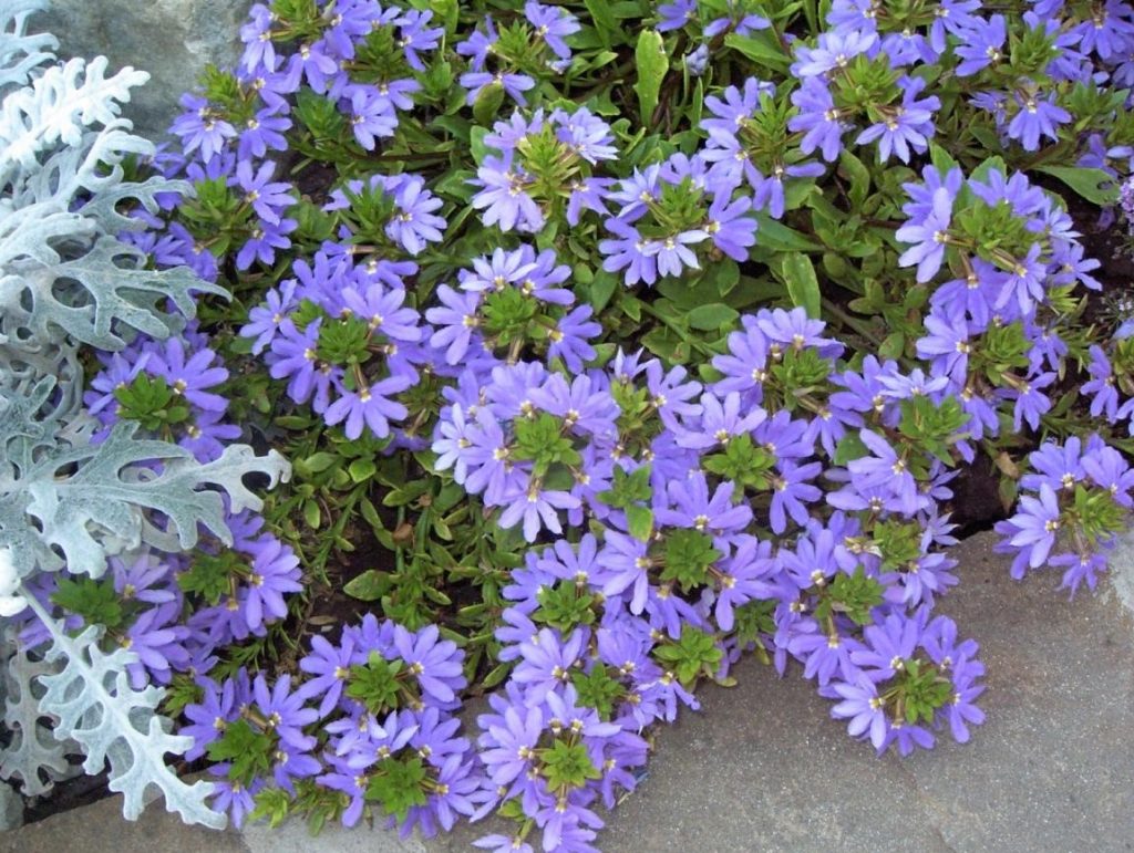 Scaevola Aemula – Beautiful Flower from Australia