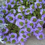 Scaevola Aemula – Beautiful Flower from Australia