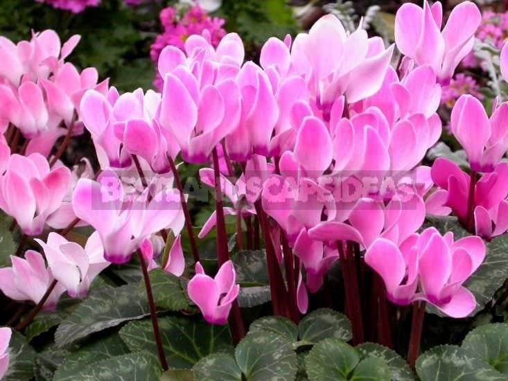 Cyclamen - Dancing Butterflies in Your Garden