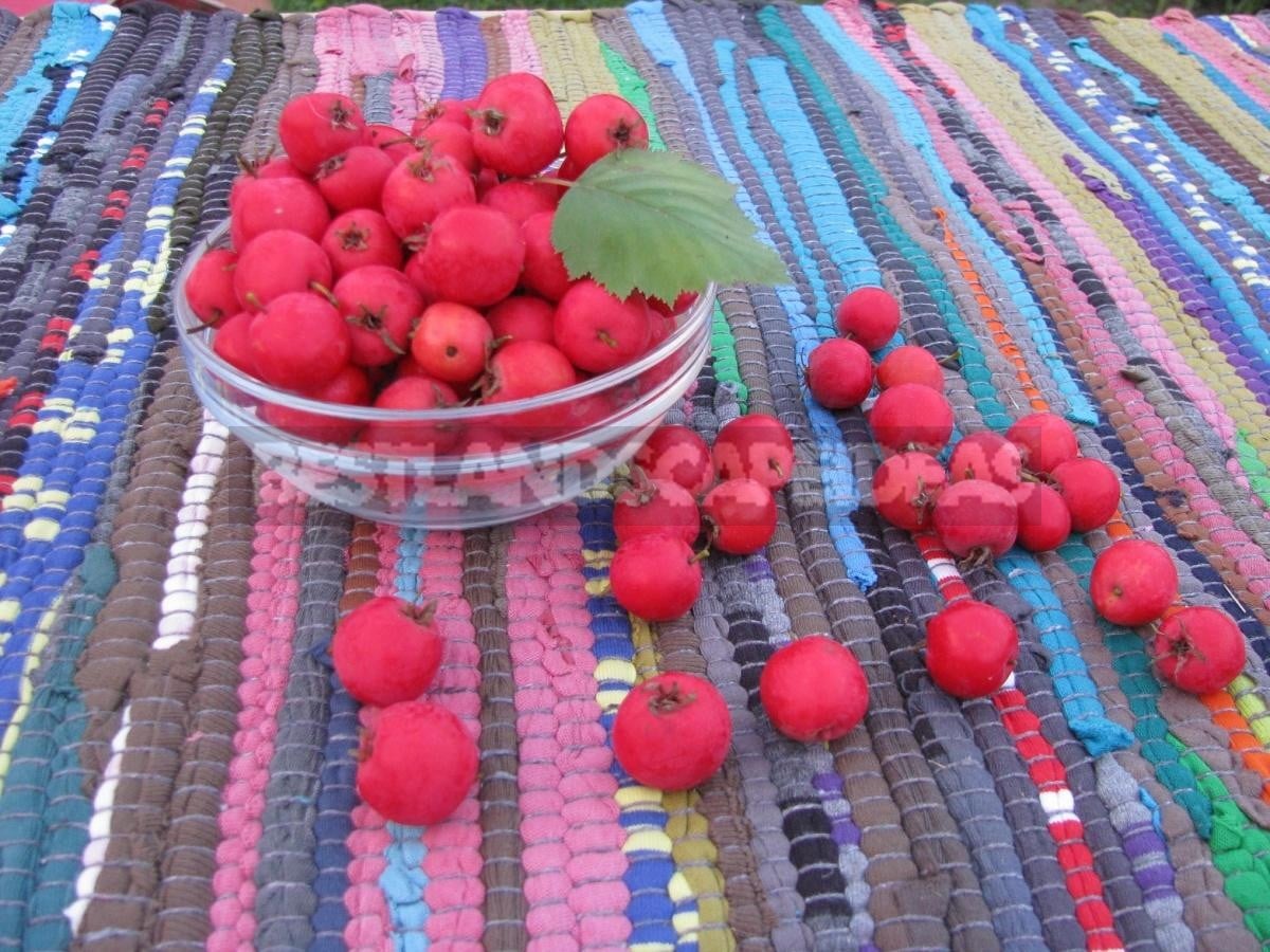 Berries of Crataegus Aestivalis