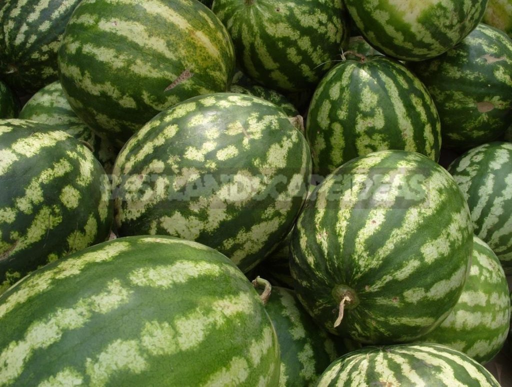 Long Live the Watermelon Season