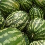 Long Live the Watermelon Season