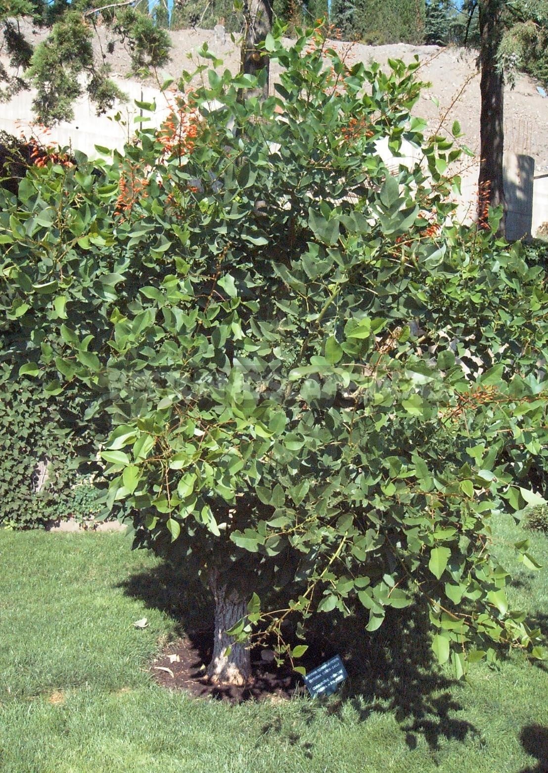 Erythrina - Coral Tree