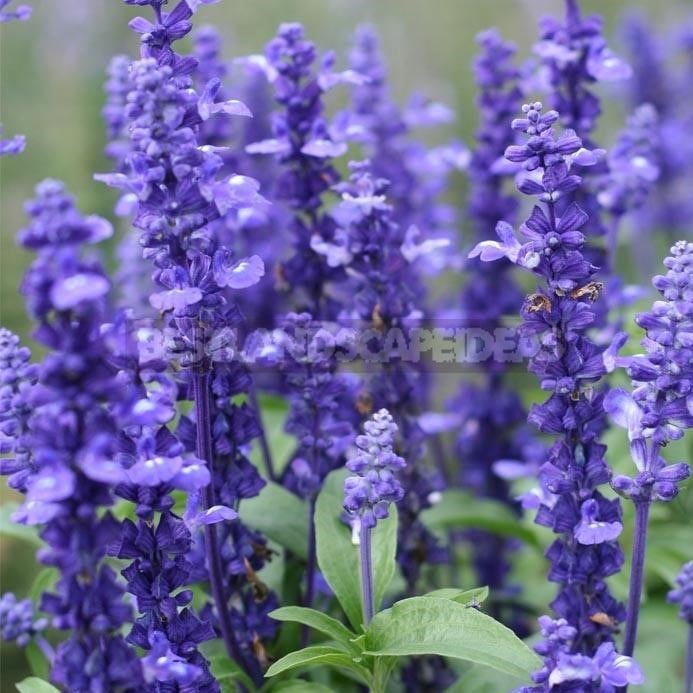 How To Plant And Care For Salvia