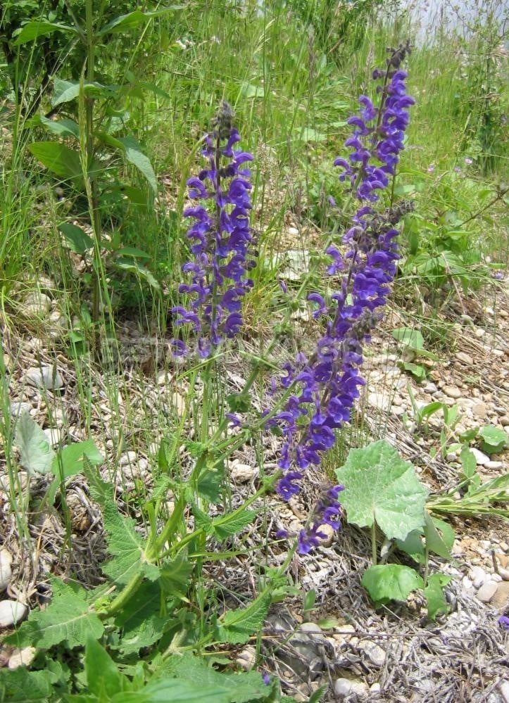 How To Plant And Care For Salvia