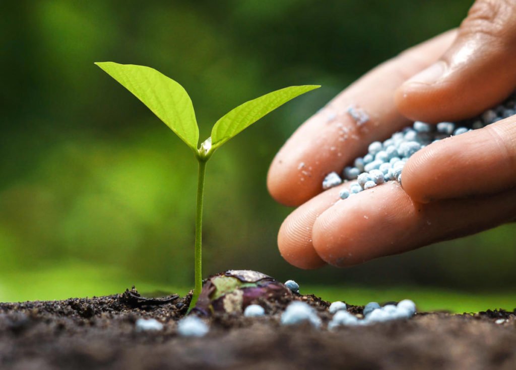 What is Superphosphate and How to Use It