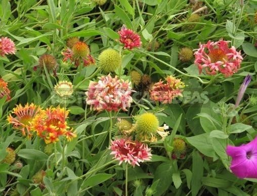 Gaillardia - Unpretentious Flower