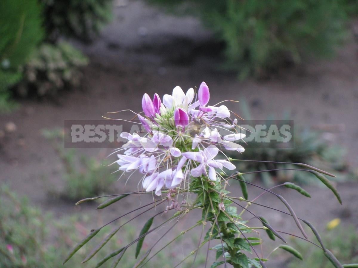 Exotic Blossom of Cleome Spinosa