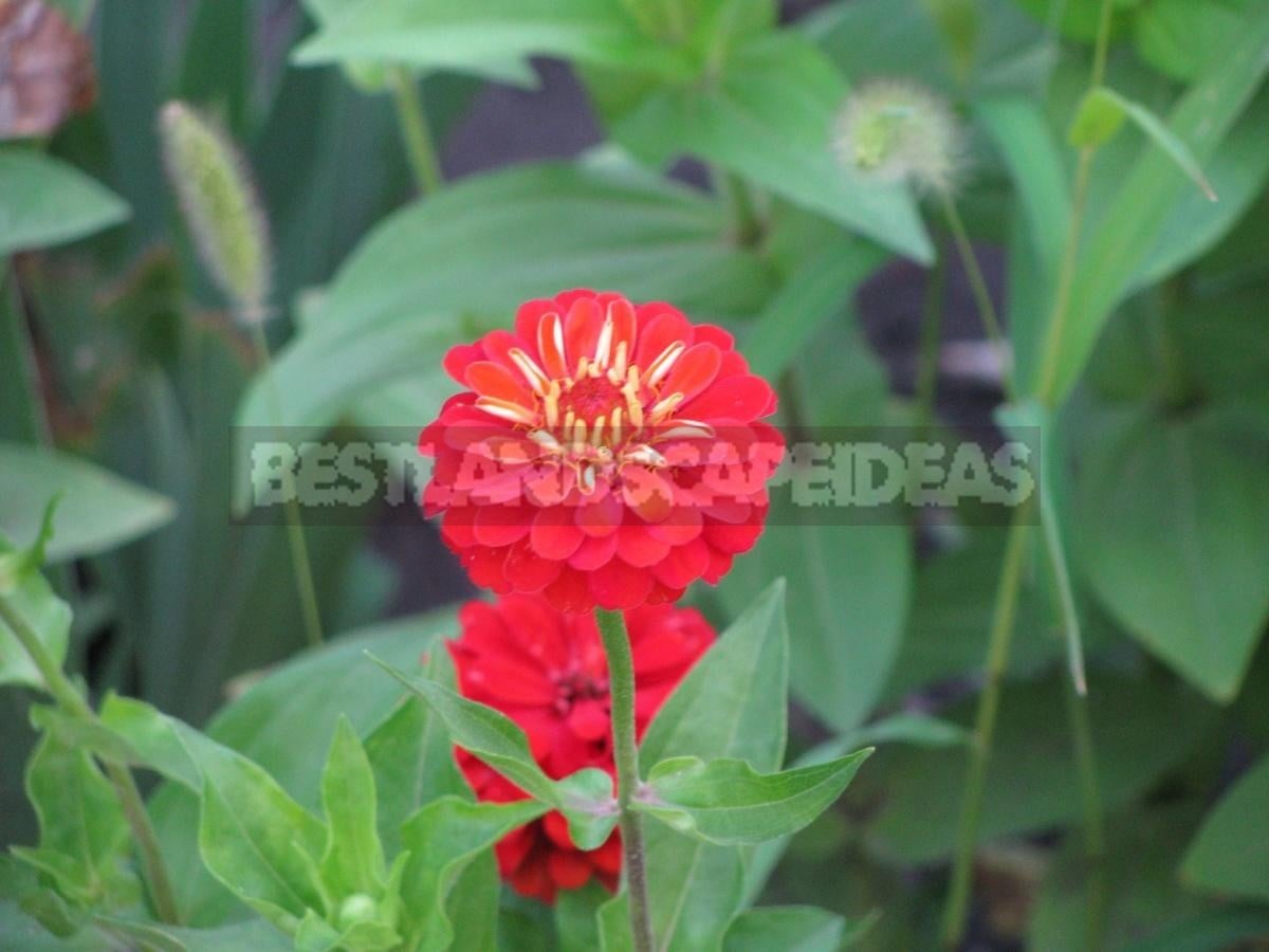 Zinnia Will Decorate Any Flower Garden