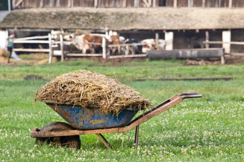 Manure is the King of Organic Fertilizers
