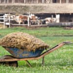 Manure is the King of Organic Fertilizers