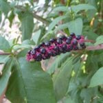 Phytolacca