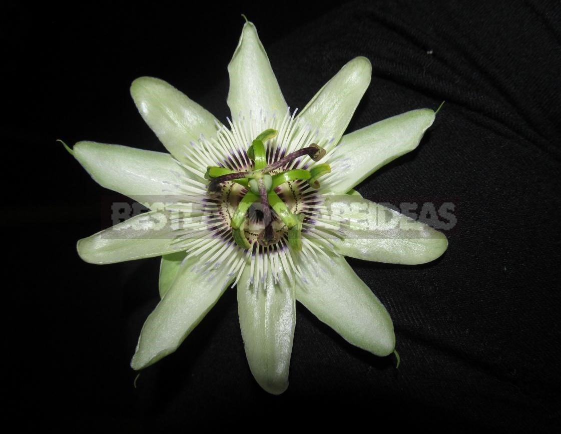 Passiflora - Unusual Flower