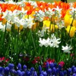 Classic and Unusual Bulbs: Pictures and Description Pairs