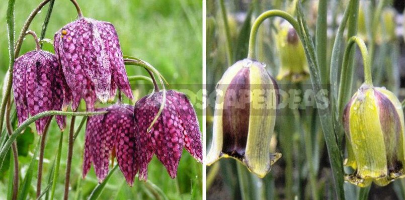 Classic and Unusual Bulbs: Pictures and Description Pairs