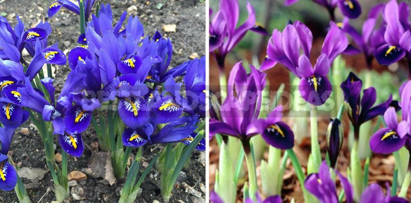 Classic and Unusual Bulbs: Pictures and Description Pairs