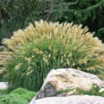Plants Blooming in October: Review, Photos, Features of Cultivation (Part 1)