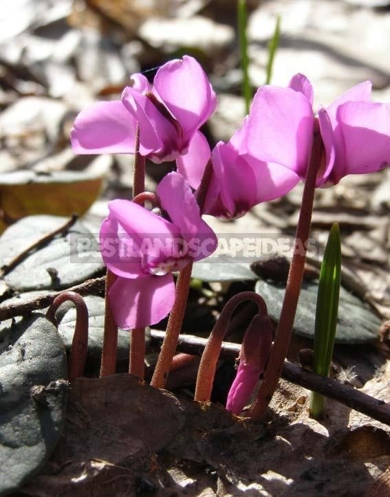 Cyclamen - Dancing Butterflies in Your Garden