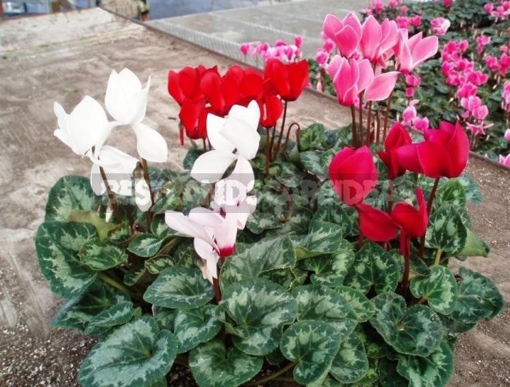 Cyclamen - Dancing Butterflies in Your Garden