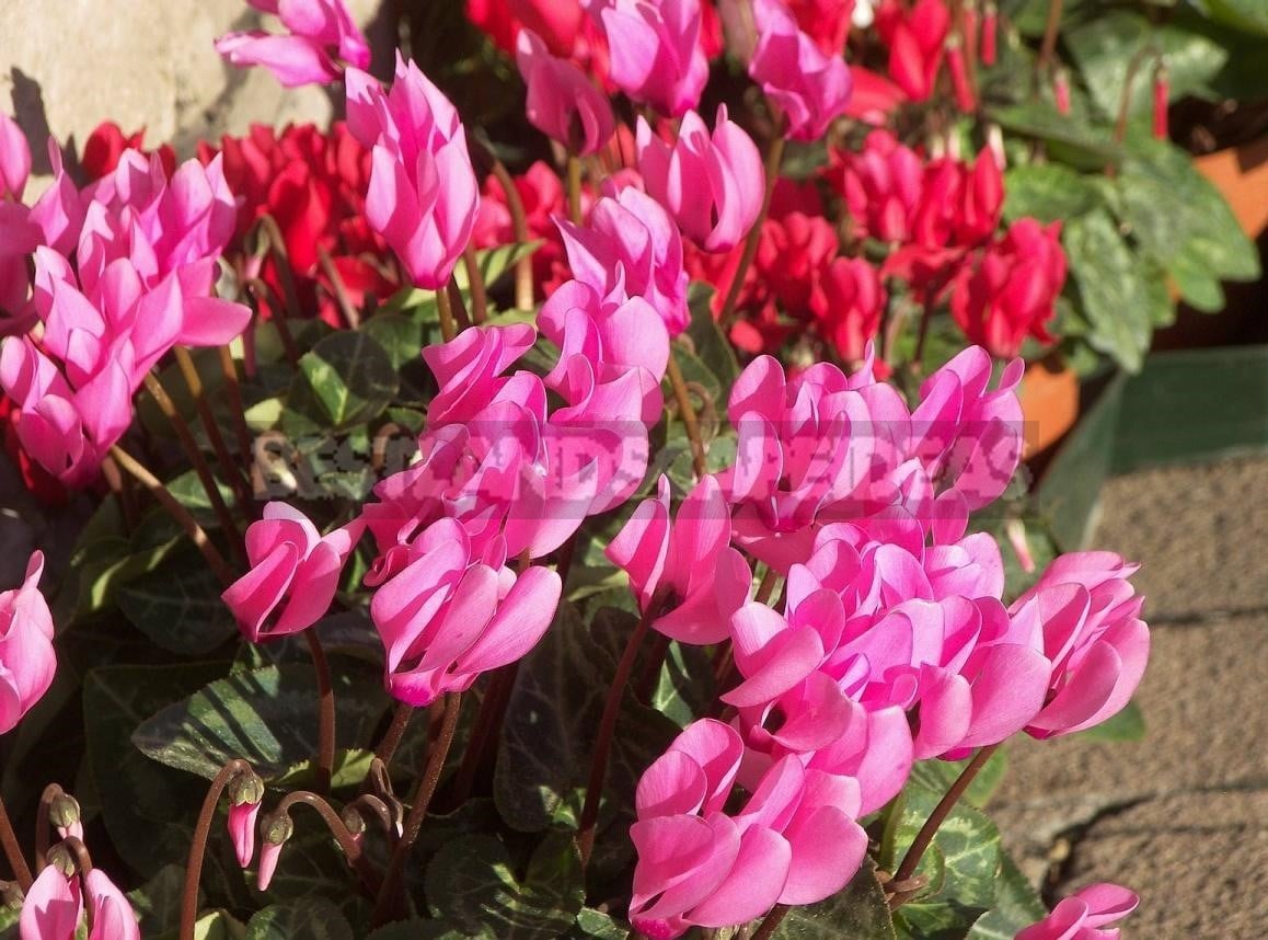 Cyclamen - Dancing Butterflies in Your Garden