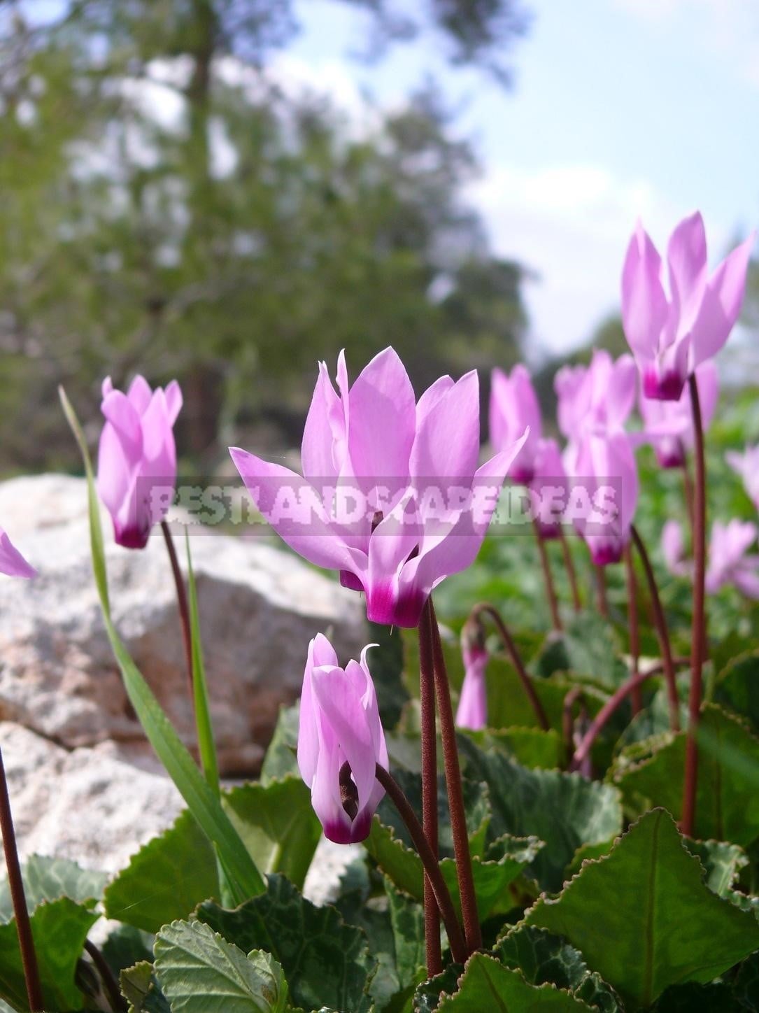 Cyclamen - Dancing Butterflies in Your Garden