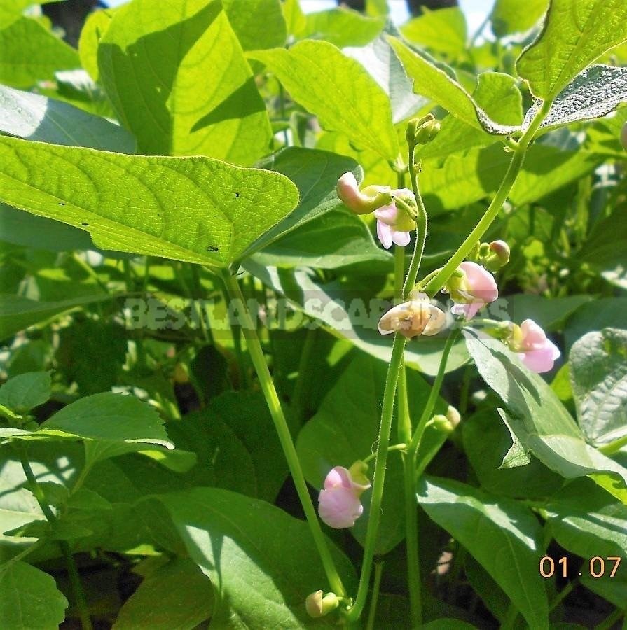 Growing Phaseolus: Planting, Care, Fertilizing and Harvesting