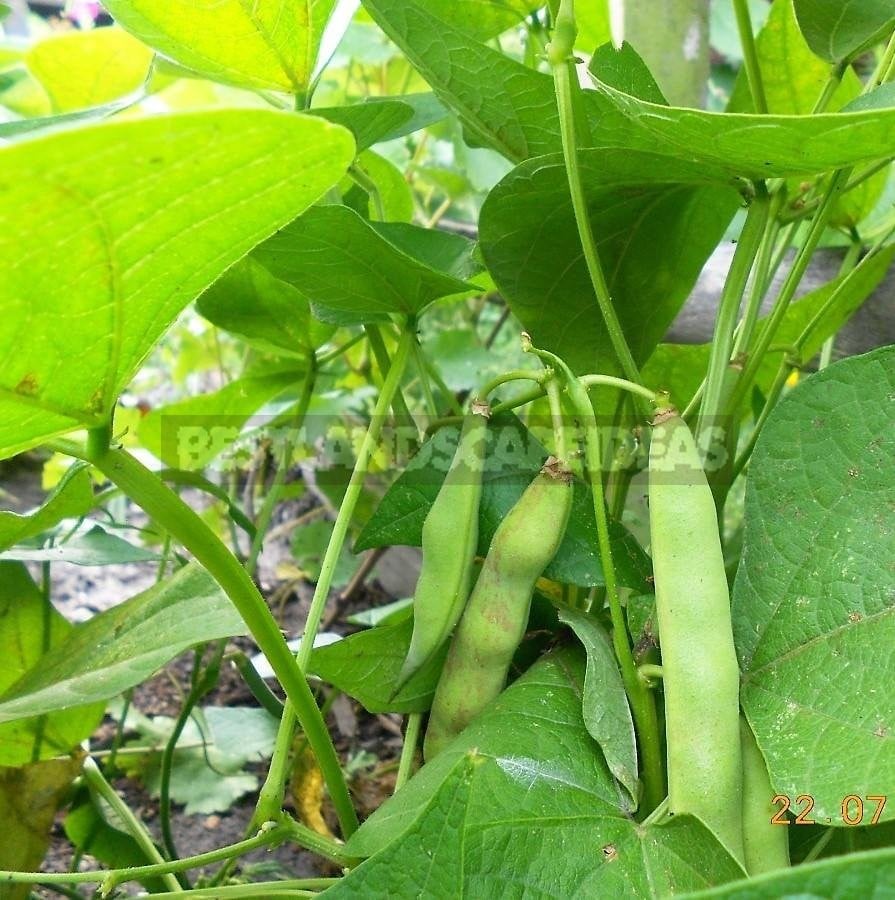 Growing Phaseolus: Planting, Care, Fertilizing and Harvesting