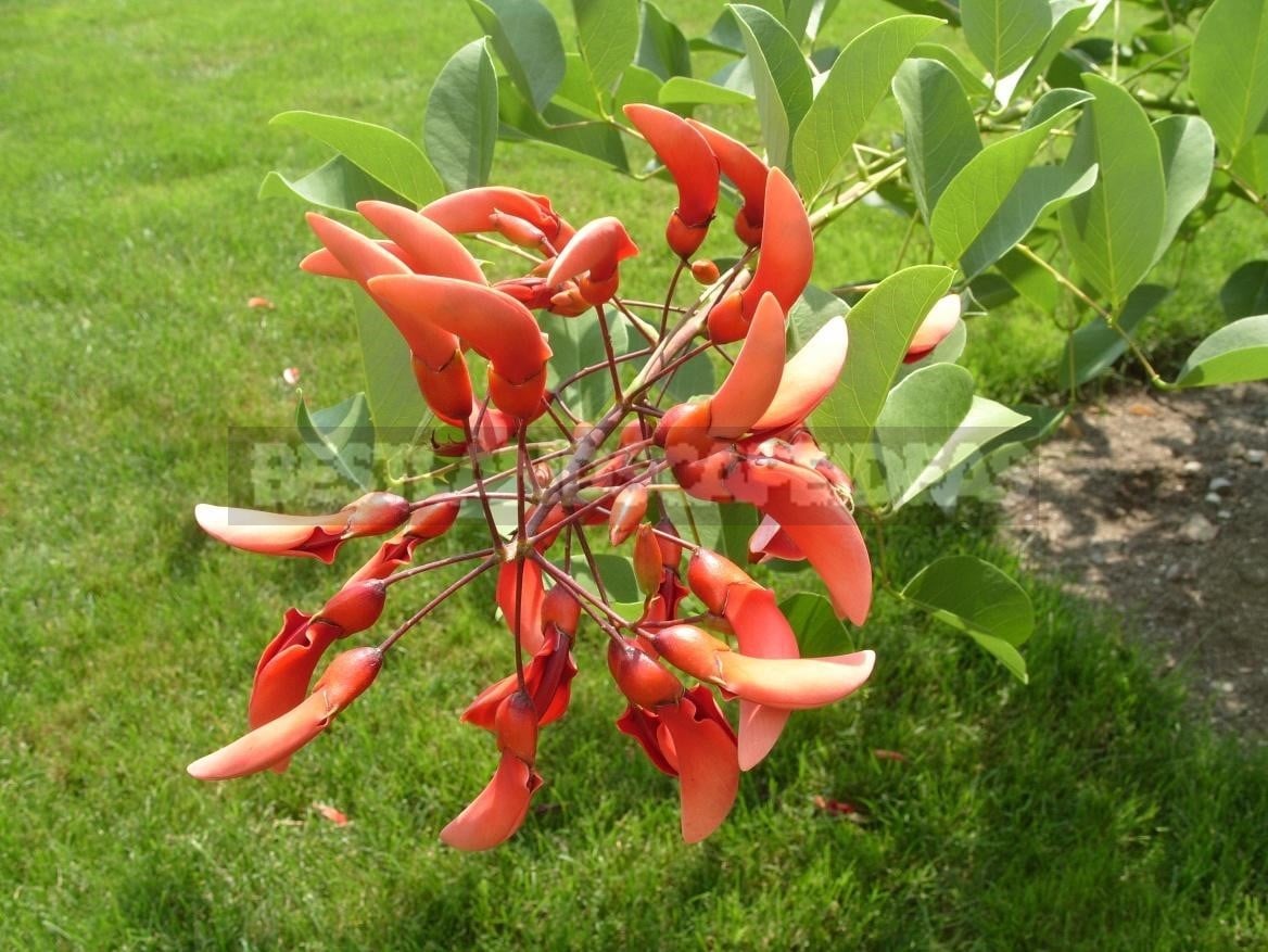 Erythrina - Coral Tree